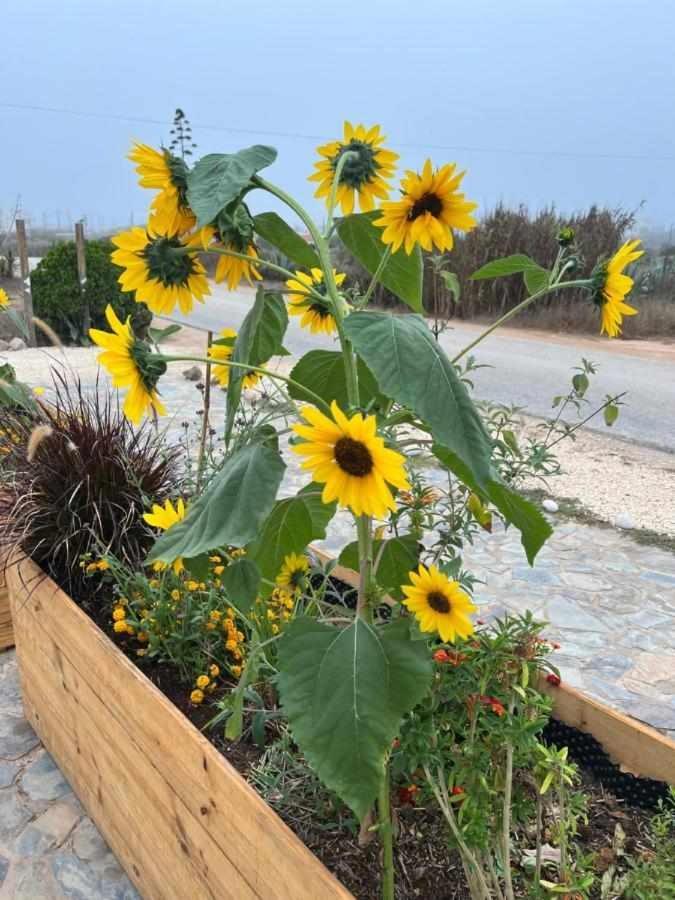Casa Presente Guesthouse 카하파테이라 외부 사진
